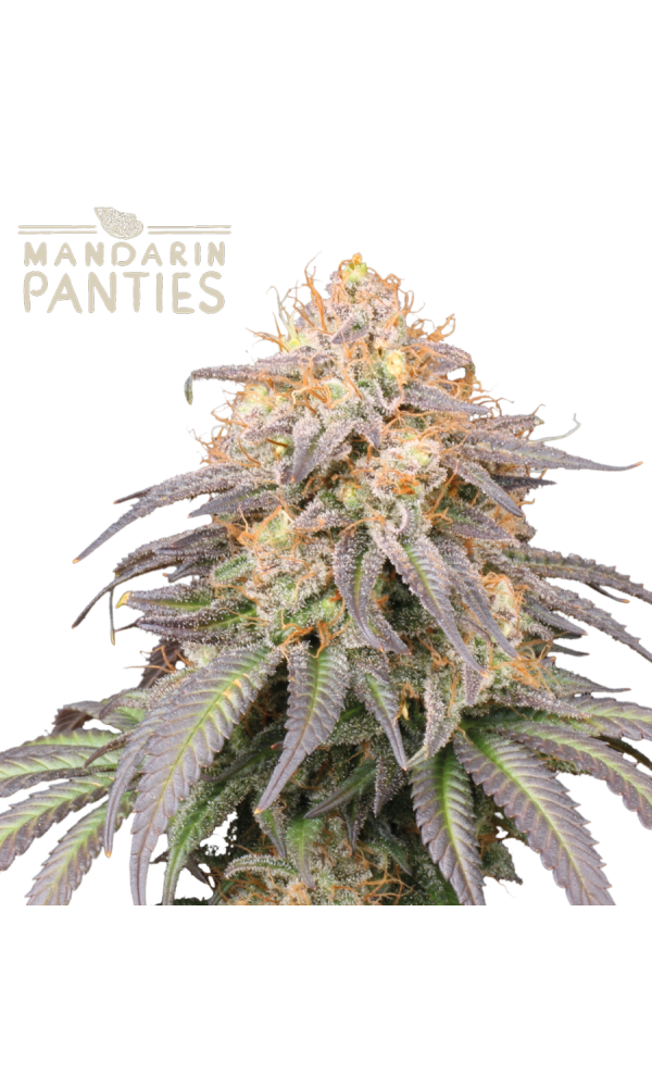 Mandarin Panties Auto von Seedstockers