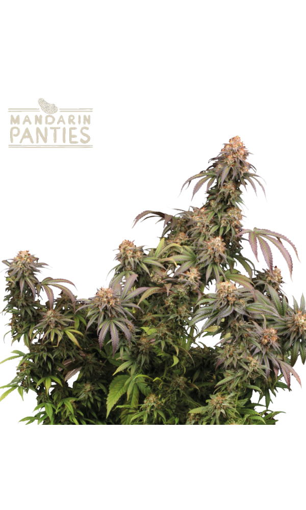 Mandarin Panties von Seedstockers