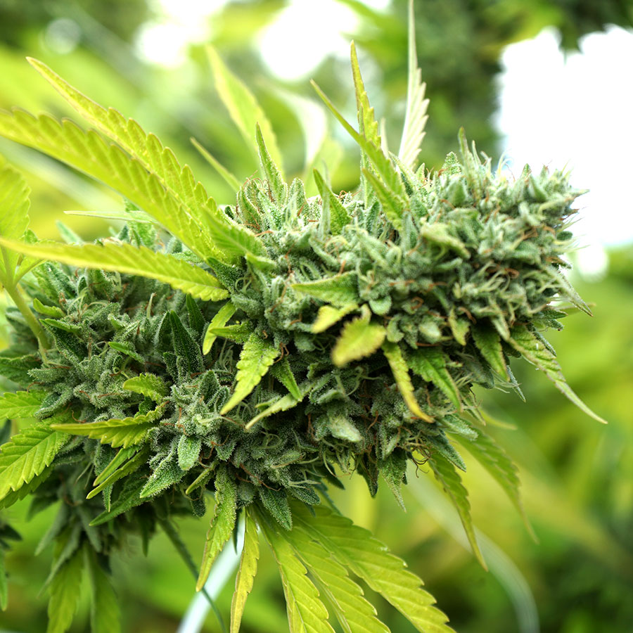 Mango OG Auto von Humboldt Seed Organisation