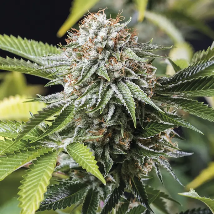 Mango Sapphire von Humboldt Seed Organisation