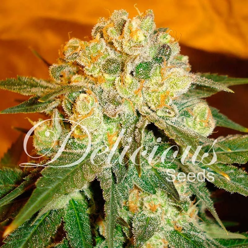 Marmalate 1 St. Delicious Seeds