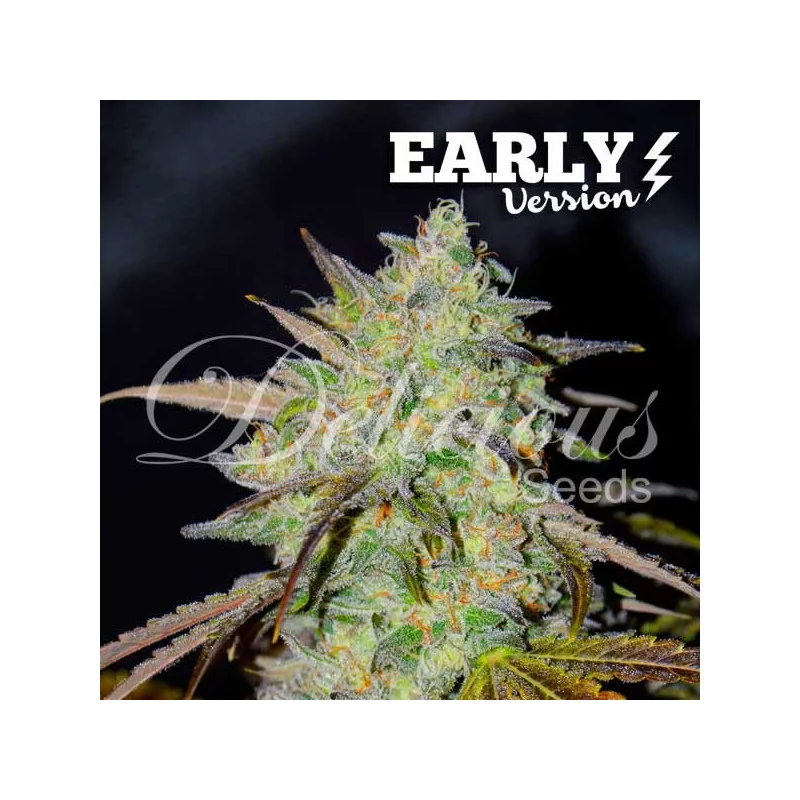 Marmalate Early Version von Delicious Seeds