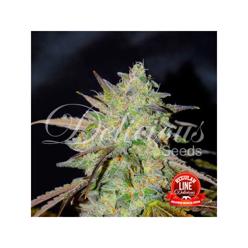 Marmalate Regular von Delicious Seeds