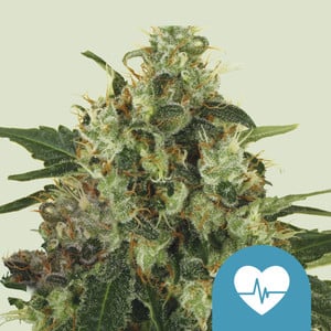Medical Mass von Royal Queen Seeds