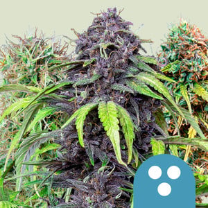 CBD Mix von Royal Queen Seeds