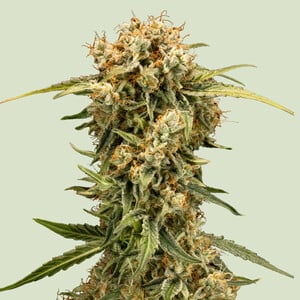 Medusa F1 von Royal Queen Seeds
