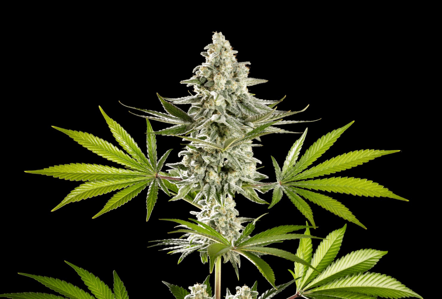 Melonade-K von Kannabia Seed Company