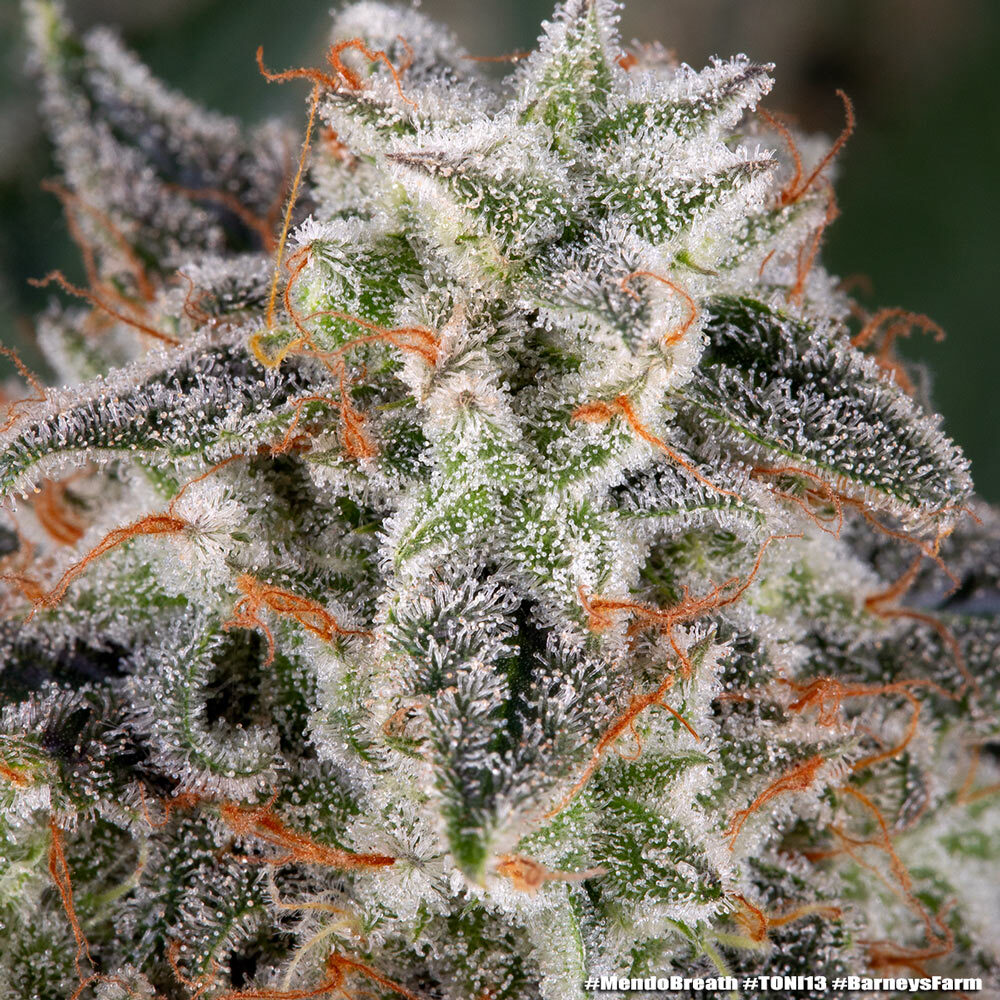 Mendo Breath Barney's Farm