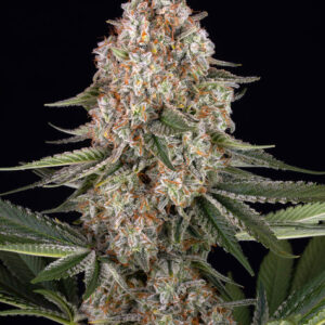 Mendo Breath Barney's Farm