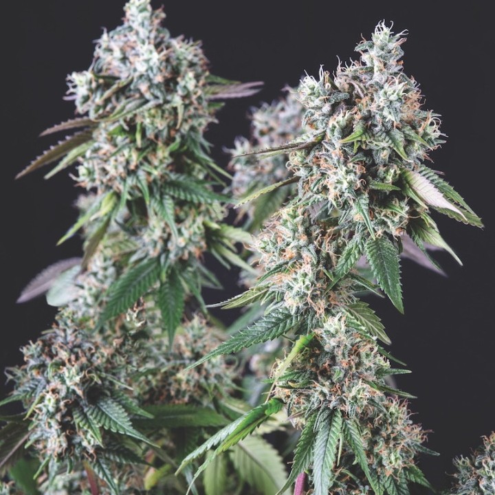 Mendocino Purple Kush Pyramid Seeds