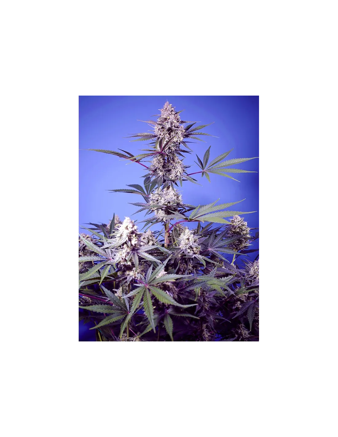 Mental Rainbow F1 Fast Version von Sweet Seeds