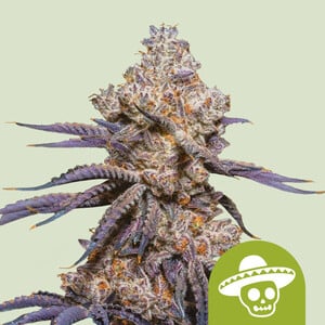 Mexican Rush Auto von Royal Queen Seeds