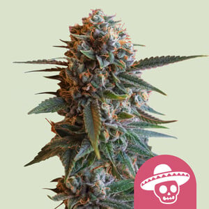 Mexican Rush von Royal Queen Seeds
