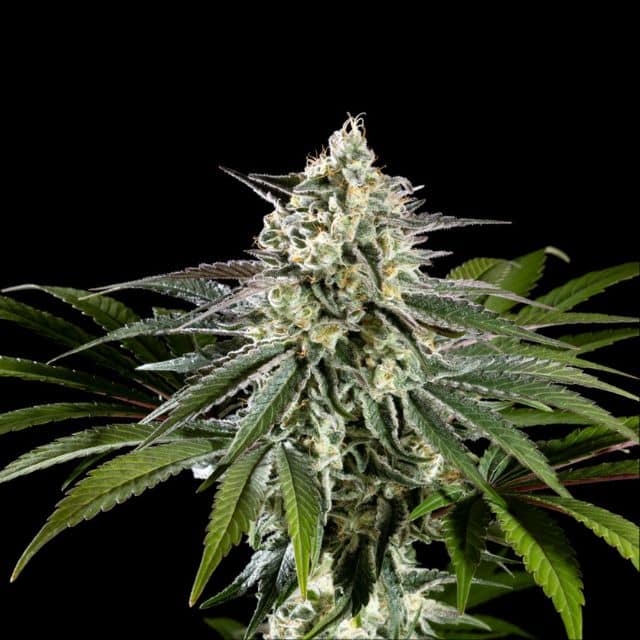 Mexican Sativa von Kannabia Seed Company