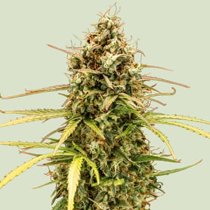 Milky Way F1 von Royal Queen Seeds