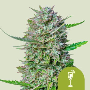 Mimosa Auto von Royal Queen Seeds