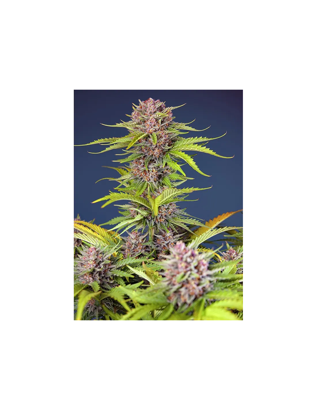 Mimosa Bruce Banner XL Auto 25 St. Sweet Seeds