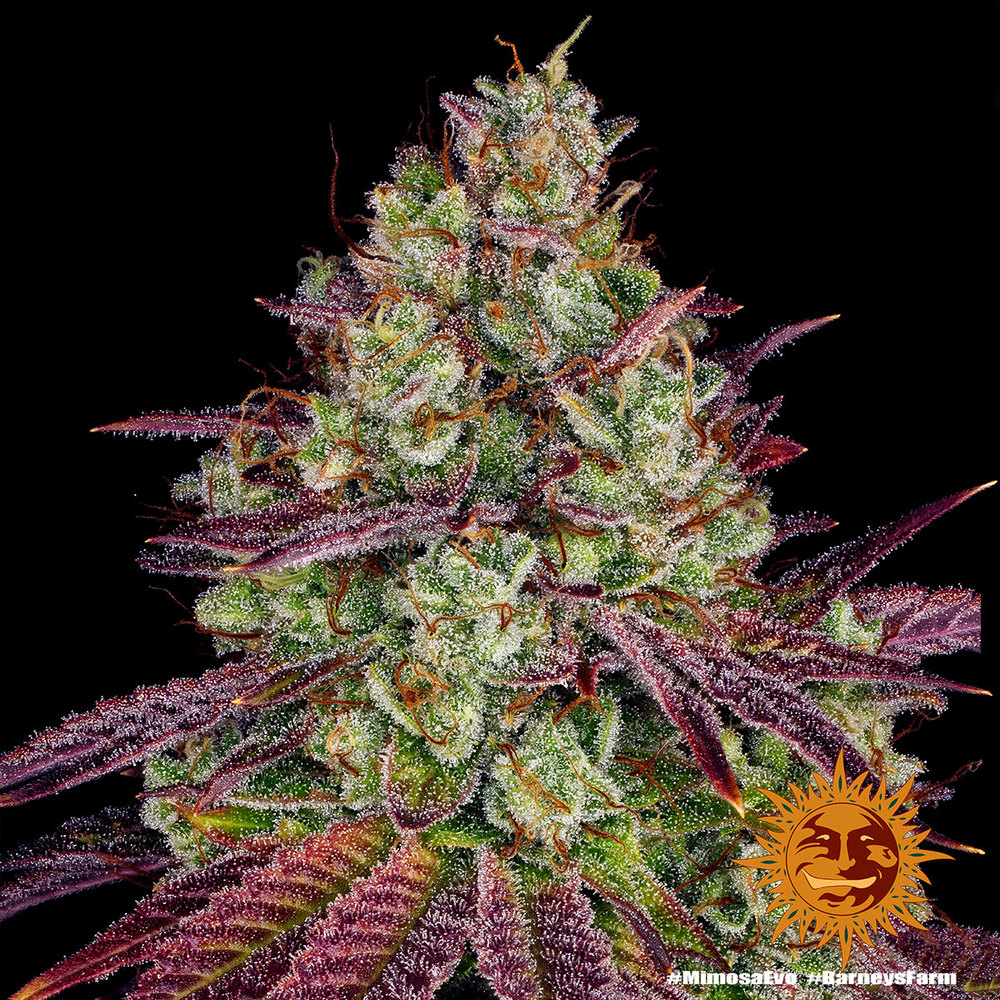 Mimosa EVO Barney's Farm