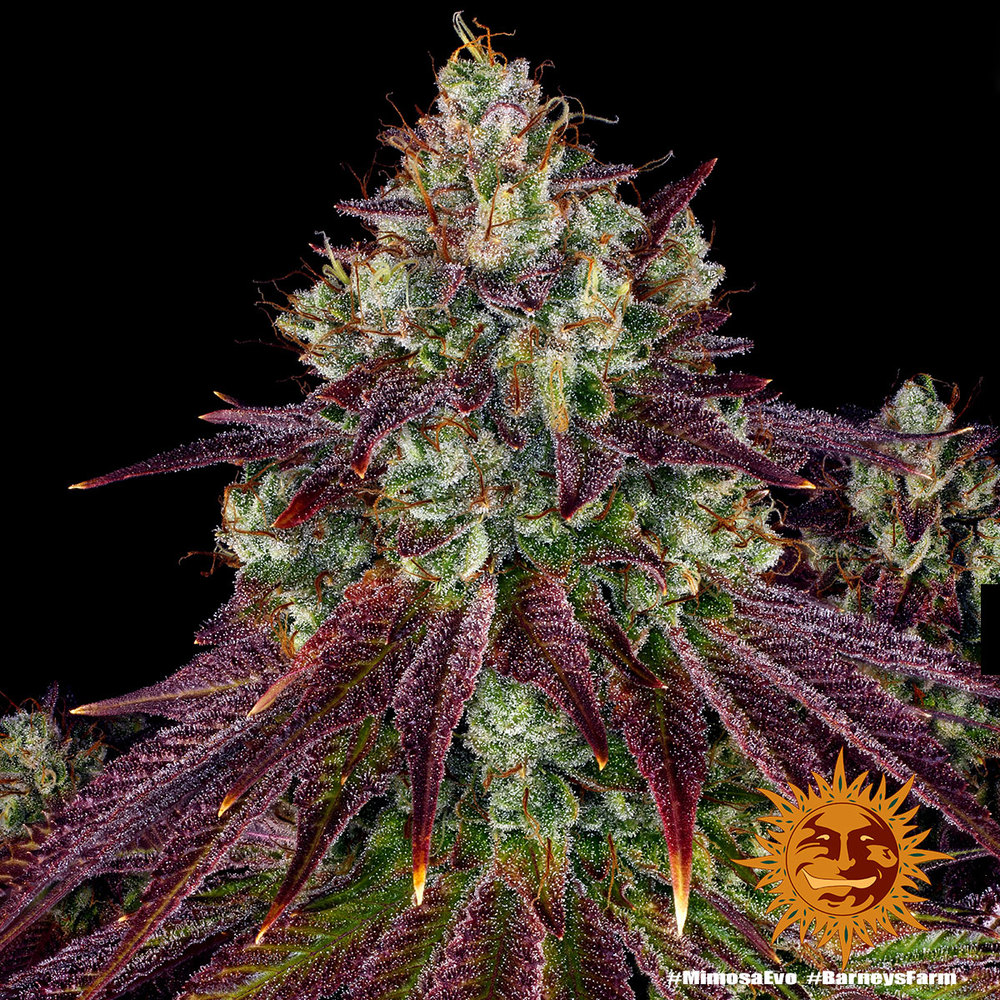 Mimosa EVO Barney's Farm