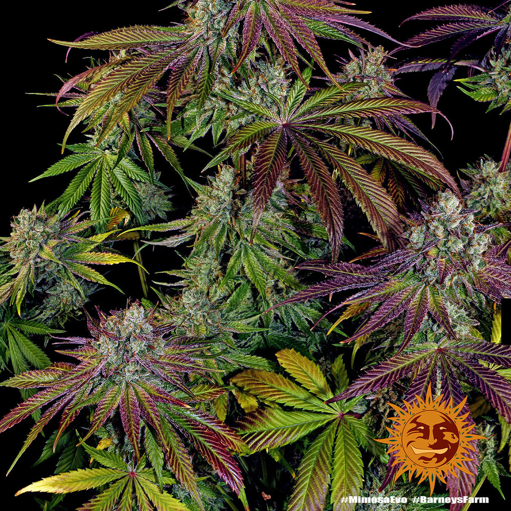 Mimosa EVO Barney's Farm
