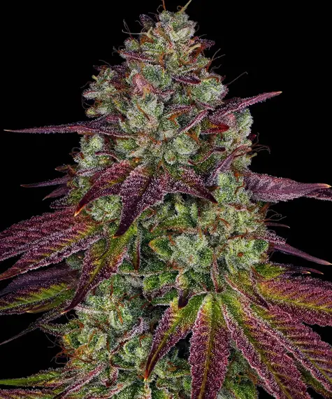 Mimosa EVO Barney's Farm