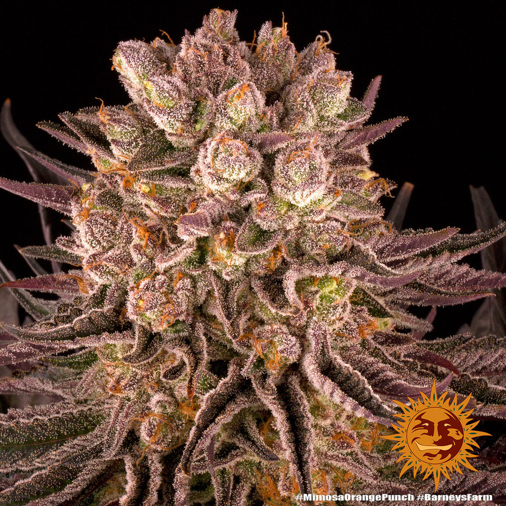 Mimosa x Orange Punch Barney's Farm