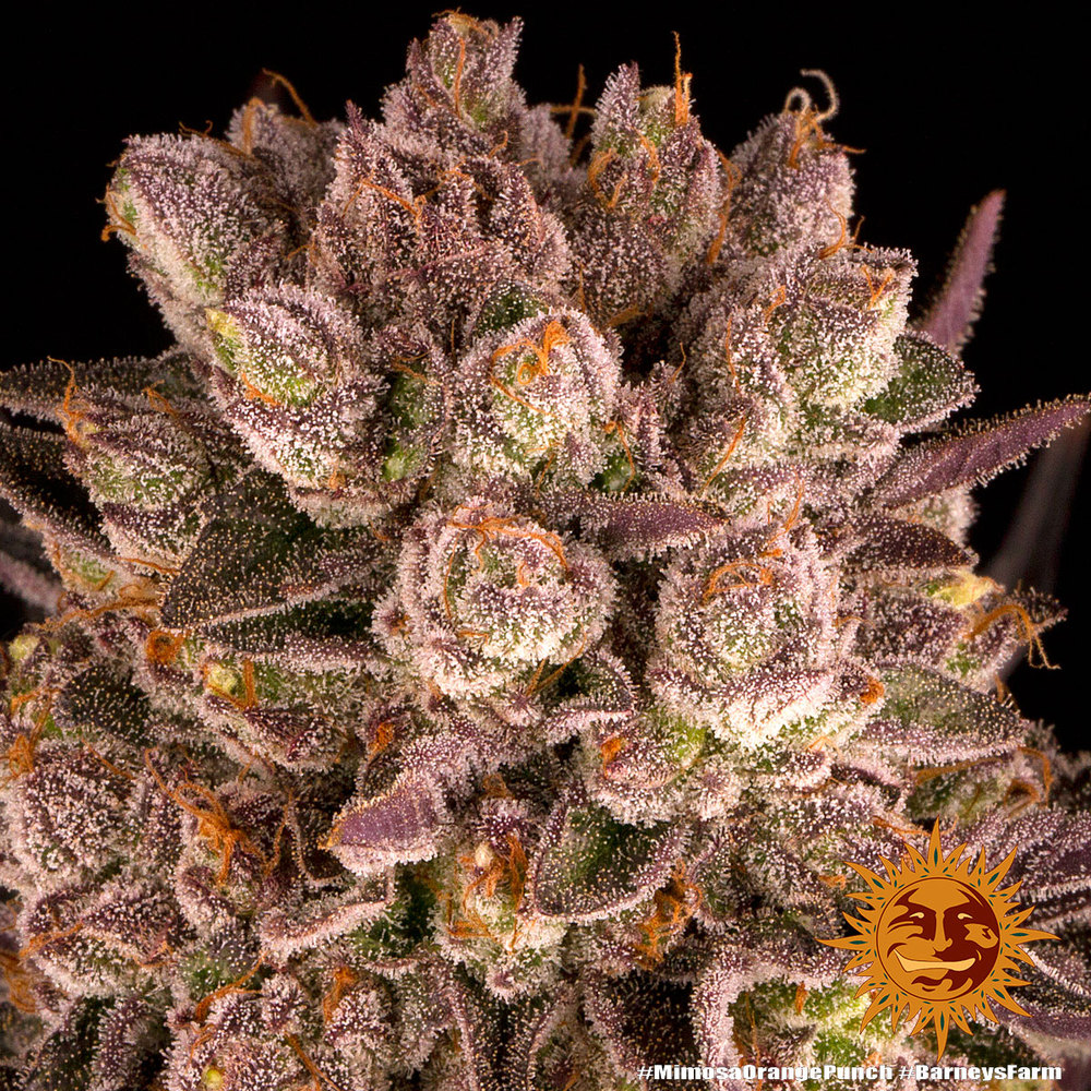 Mimosa x Orange Punch Barney's Farm