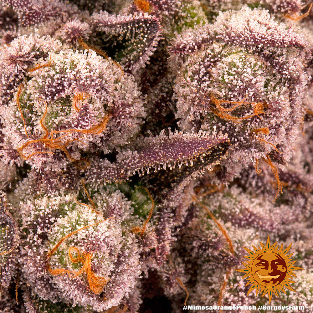 Mimosa x Orange Punch Barney's Farm