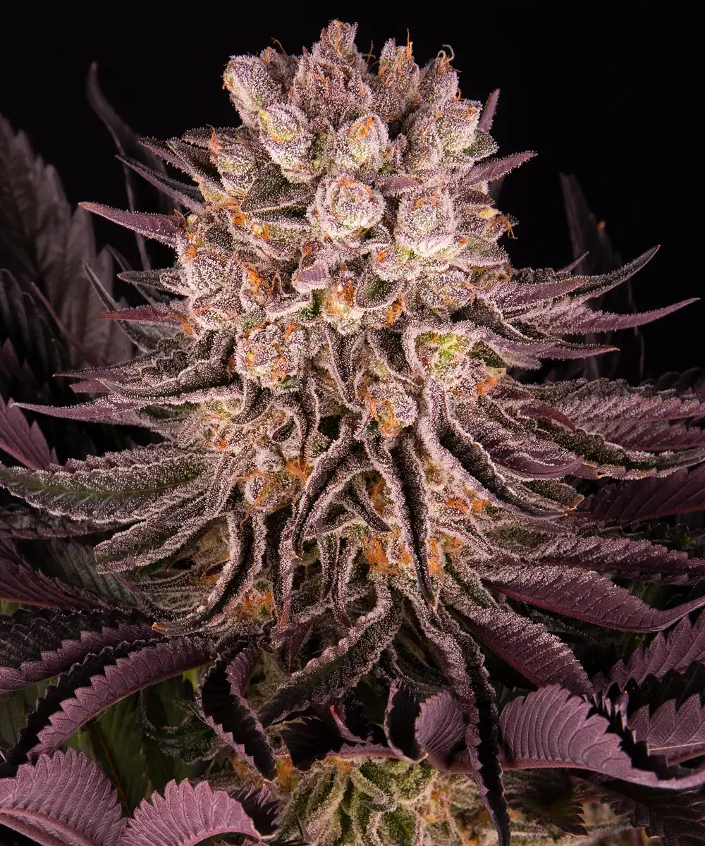 Mimosa x Orange Punch Barney's Farm
