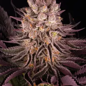 Mimosa x Orange Punch Barney's Farm
