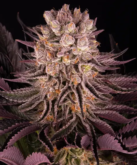 Mimosa x Orange Punch Barney's Farm