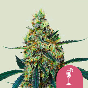 Mimosa 1 St. Royal Queen Seeds