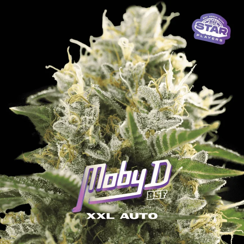 Moby D XXL Auto BSF Seeds