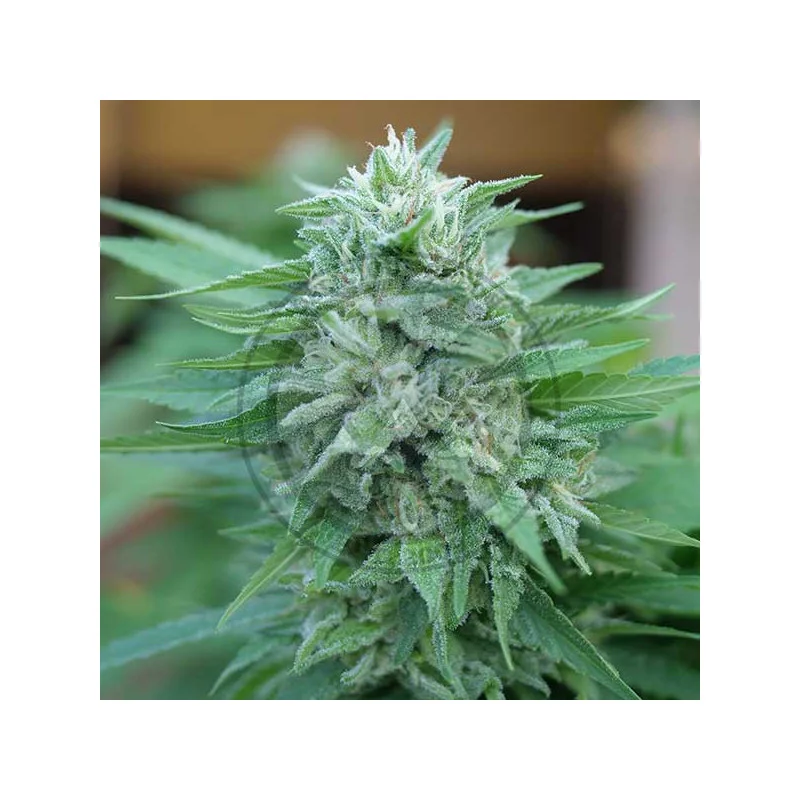 Moby Delicious von Delicious Seeds