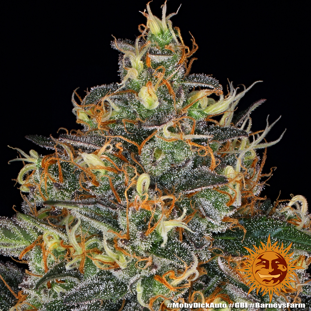 Moby Dick Auto Barney's Farm