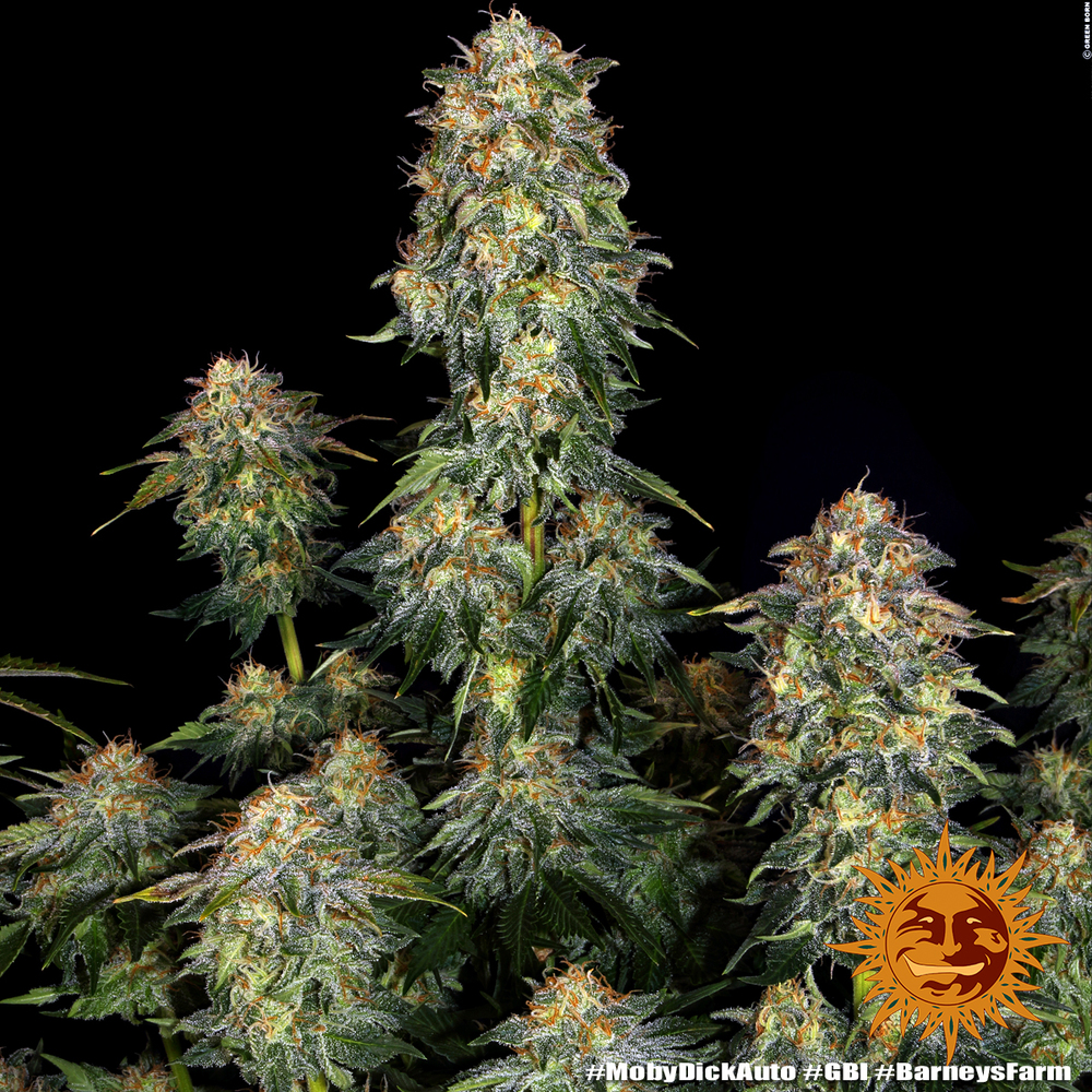 Moby Dick Auto Barney's Farm