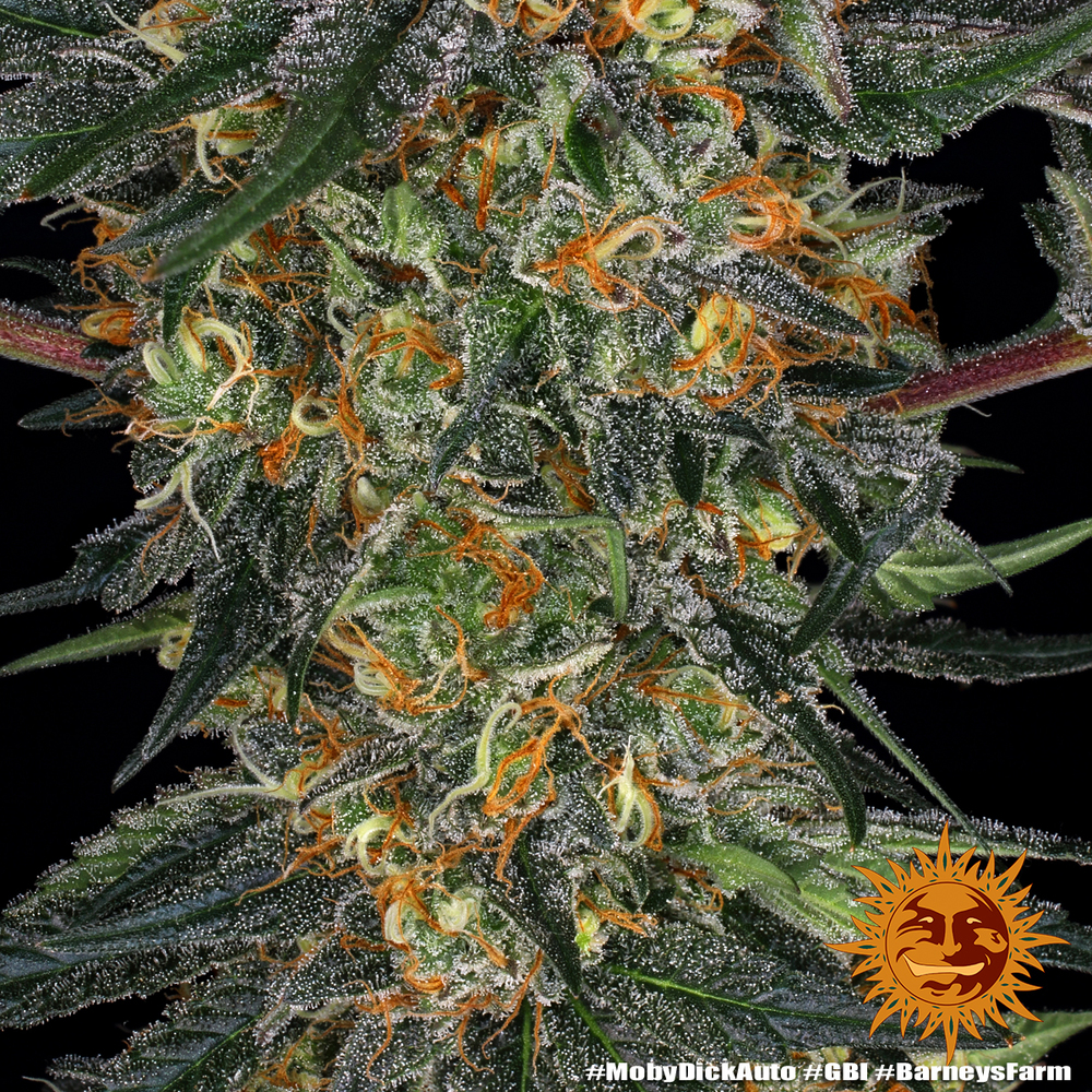 Moby Dick Auto Barney's Farm