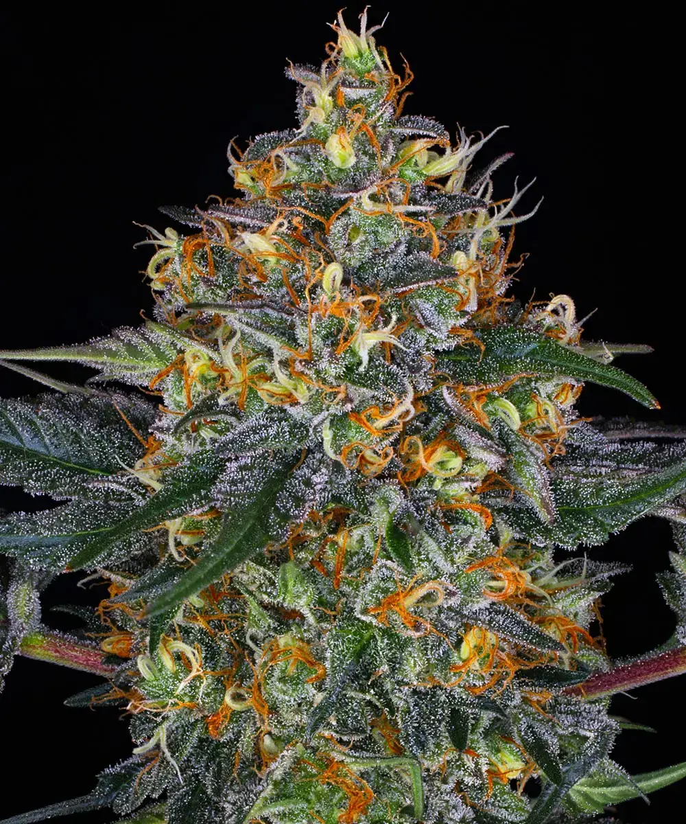 Moby Dick Auto Barney's Farm