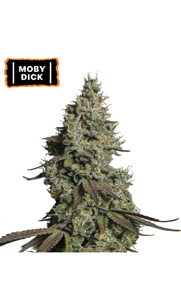 Moby Dick Auto von Seedstockers