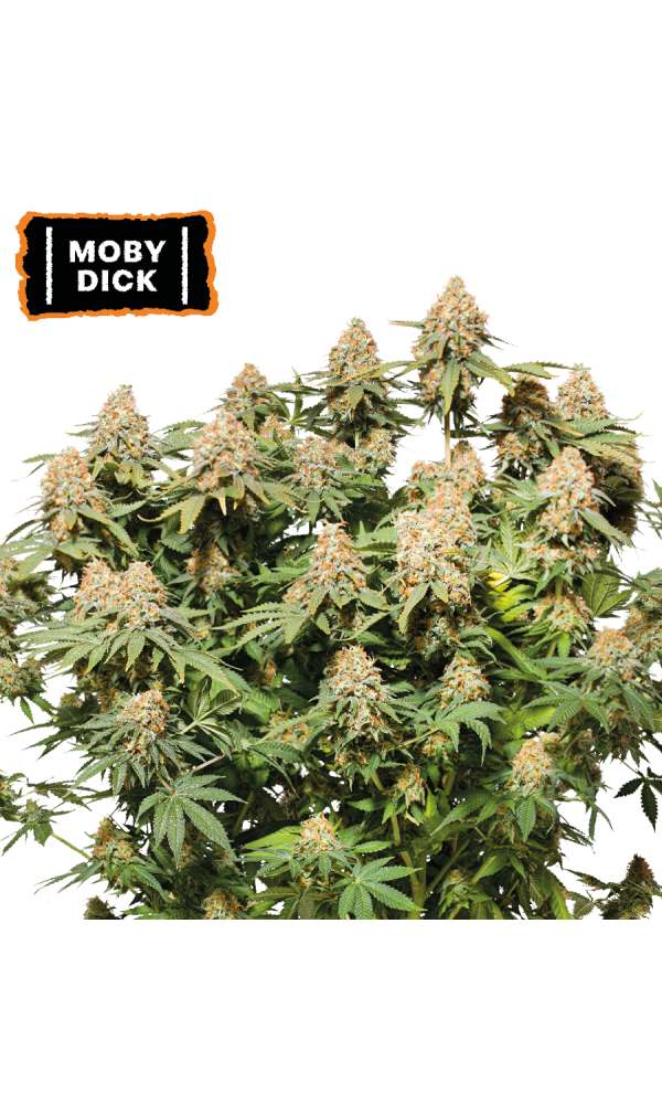 Moby Dick 1 St. Seedstockers