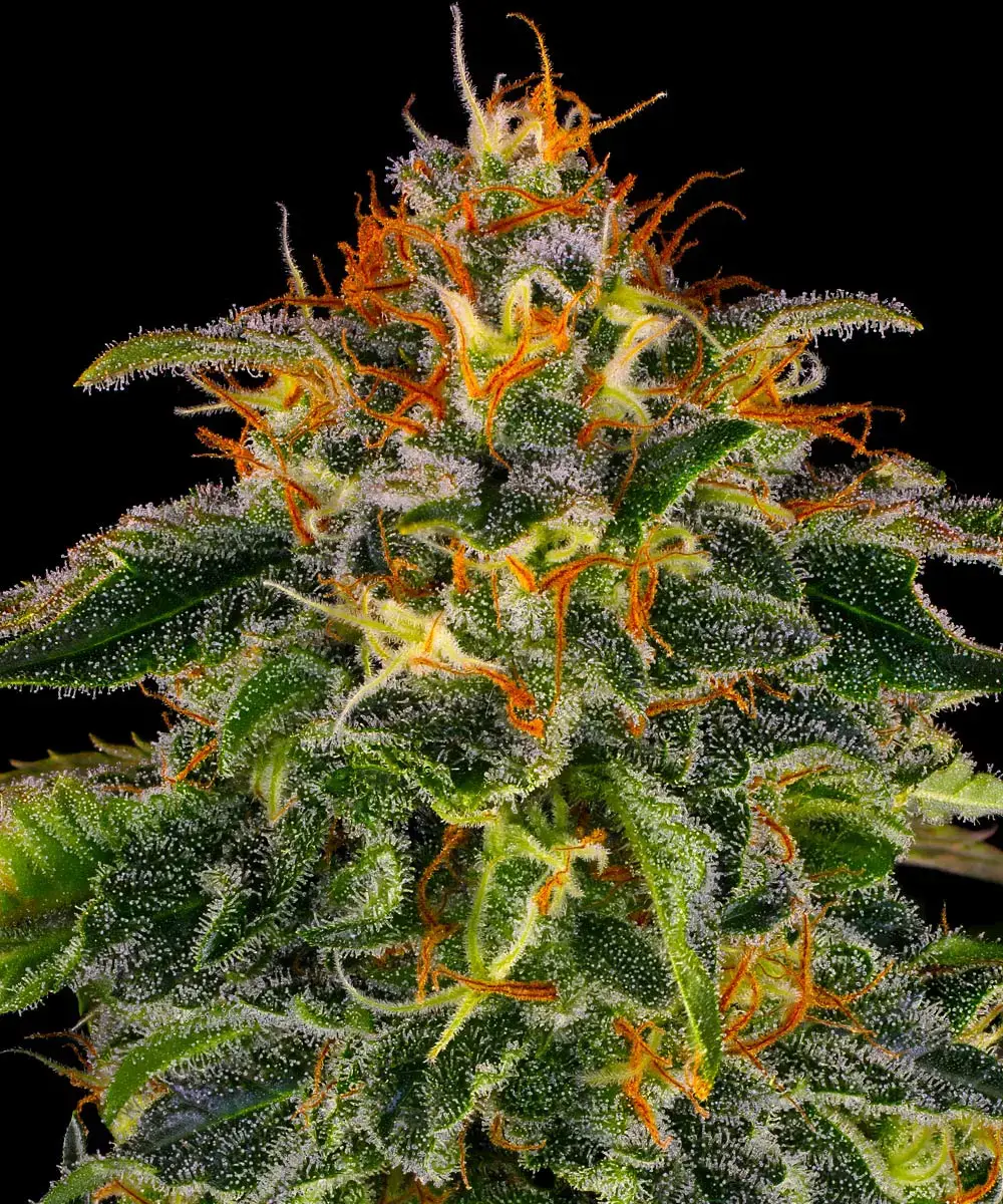 Moby Dick Barney's Farm
