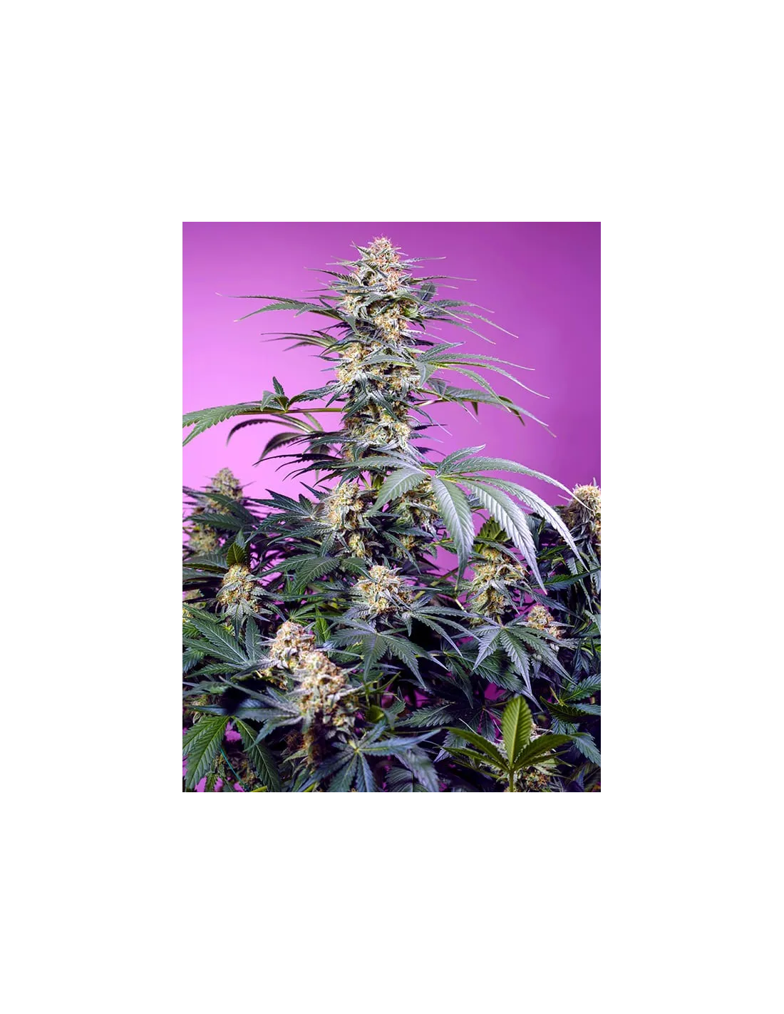 Monster Maker von Sweet Seeds