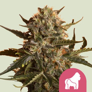Mother Gorilla von Royal Queen Seeds