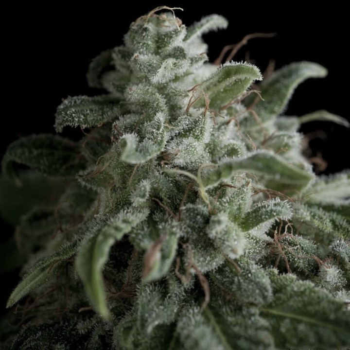 Nefertiti Pyramid Seeds
