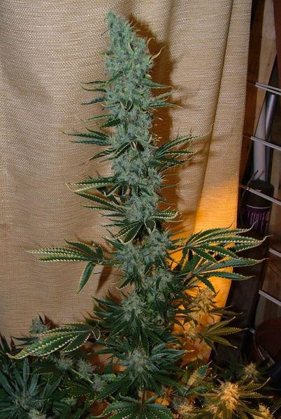 Nepal Jam von ACE Seeds