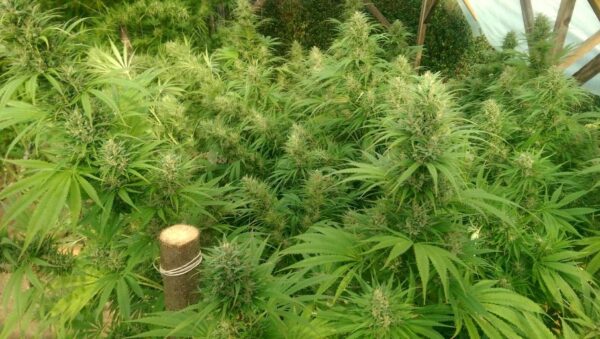 Nepal Jam von ACE Seeds