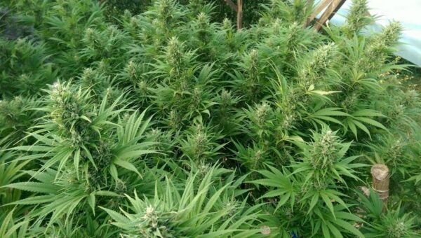 Nepal Jam von ACE Seeds