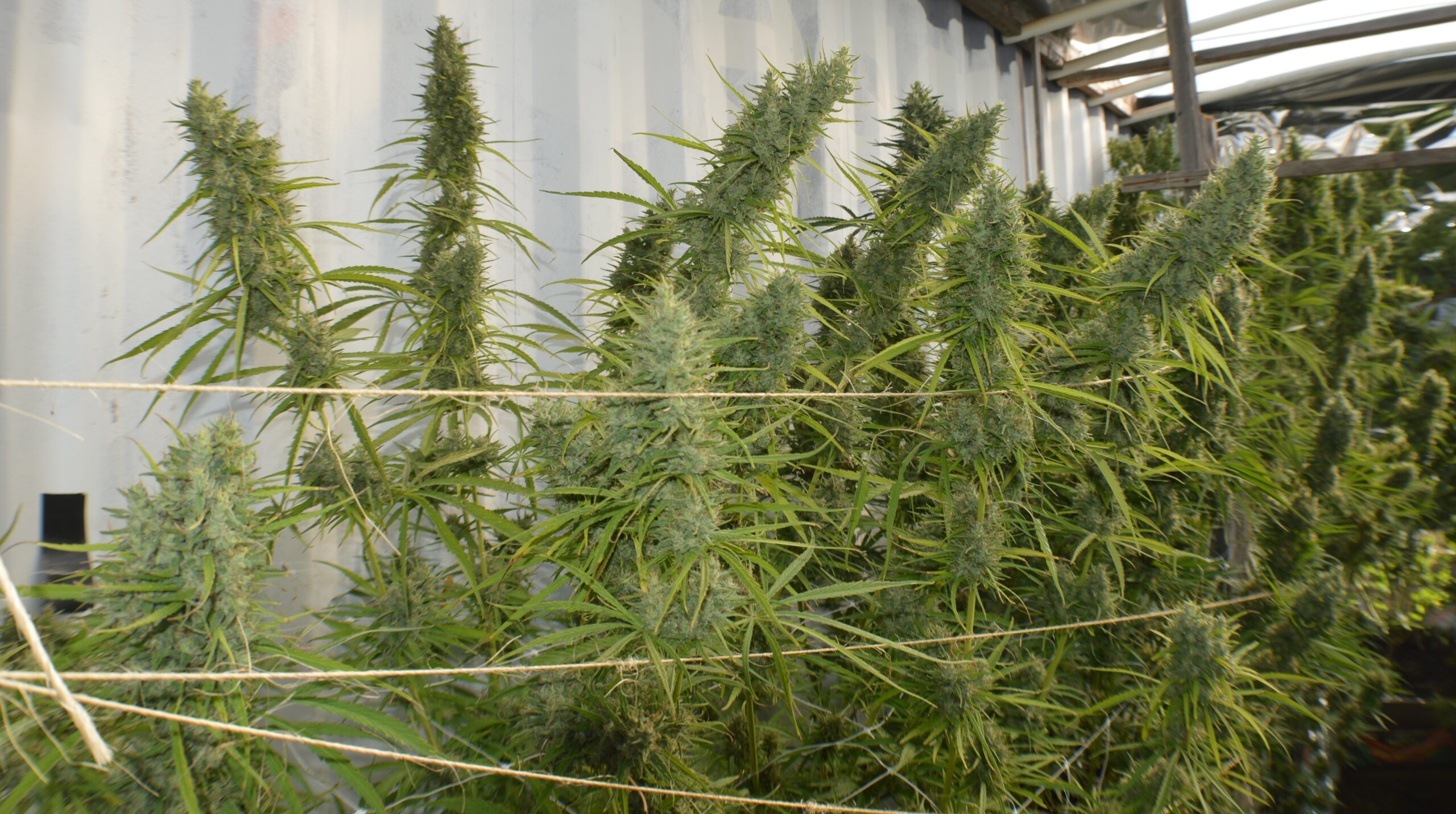 Super Malawi Haze von ACE Seeds
