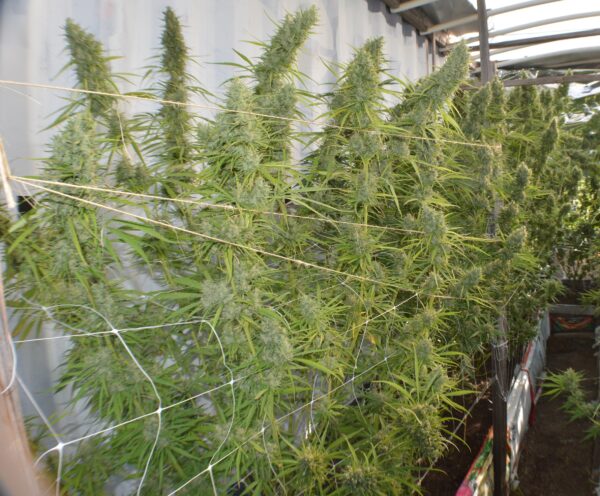 Super Malawi Haze von ACE Seeds