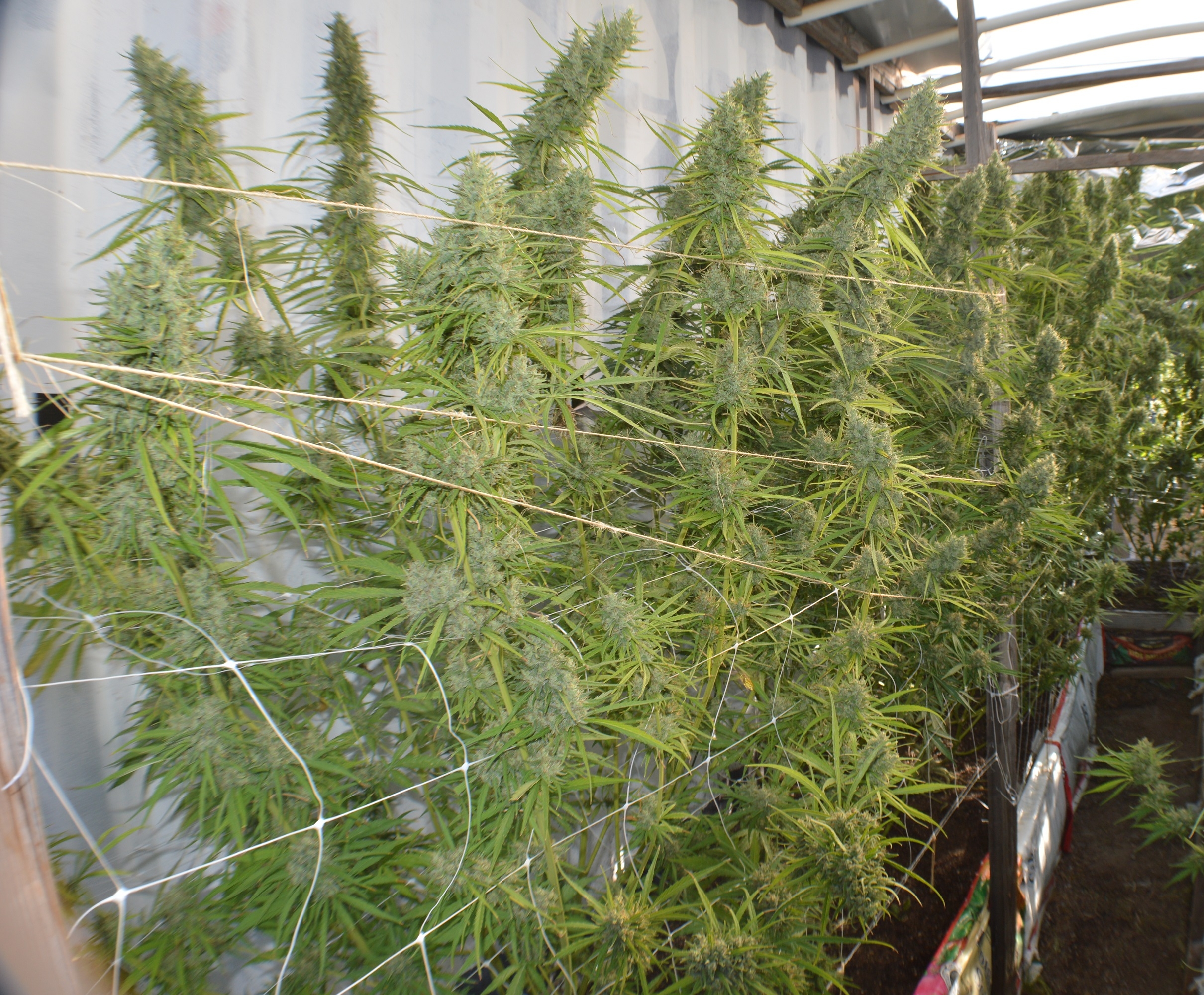Super Malawi Haze von ACE Seeds